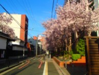 Cherry blossoms in the street